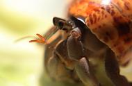灵动生活：寄居蟹的奇妙世界