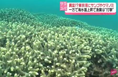 东京湾新奇观：珊瑚快速繁衍引热带鱼群聚