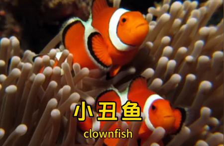 海底奇缘：小丑鱼与海葵的共生故事