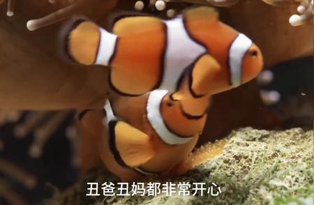 海底奇遇：小丑鱼的传奇