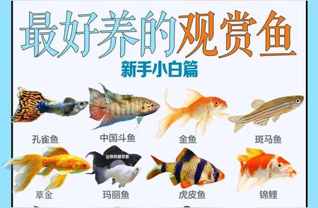 25种最易养护的观赏鱼精选🥳