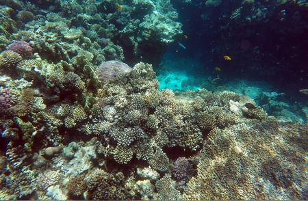 全球珊瑚面临史上最严峻的白化危机