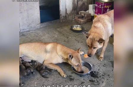 探秘中华田园犬：土狗真的“土”吗？