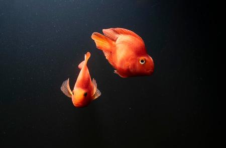 如何让鹦鹉鱼的颜色变得更红？