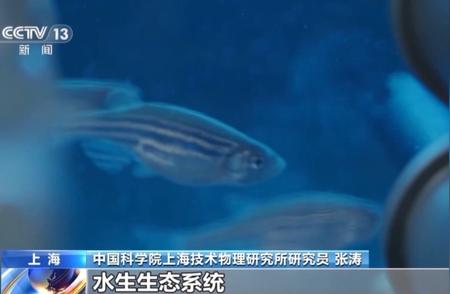 中国空间站首次尝试太空养鱼，选择斑马鱼的科学原因揭秘