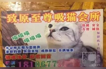 揭秘秘密猫咖：36只布偶猫同台亮相，顾客吸猫至晕厥