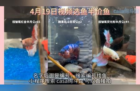 半价泰国斗鱼选购指南：水族视频速览