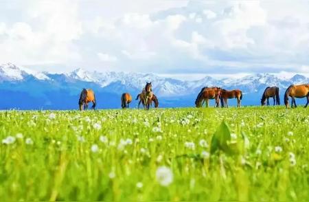 伊犁盛夏探秘：发现新疆之美的最佳时刻！