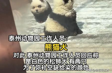 江苏泰州爆红“熊猫犬”竟是松狮假扮，网友笑喷：上当了！