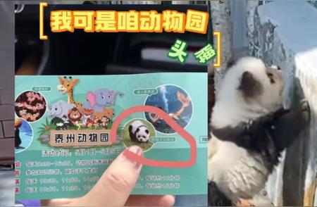 动物园争议：将松狮犬变身“熊猫”以吸引游客？