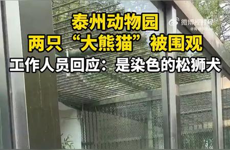 江苏泰州动物园回应“熊猫”实为染色松狮犬的误会