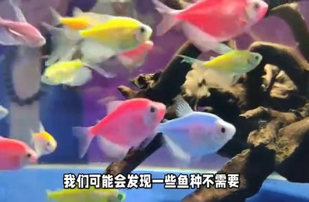 观赏鱼养护：酸碱度和油膜问题的不重要性