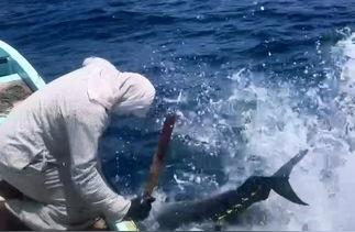 深海垂钓高手挑战巨型蓝鳍金枪鱼，精湛技艺不可或缺