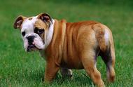 英国十大流行犬种：斗牛犬与史宾格犬居首，你会选择哪一个？