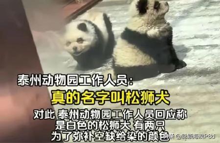 江苏泰州动物园惊现染色“熊猫”：竟是伪装的松狮犬！