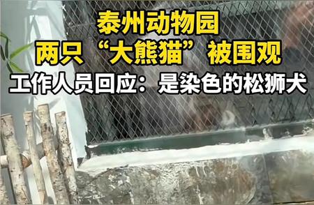 染色松狮犬化身大熊猫，头顶蓝天成焦点