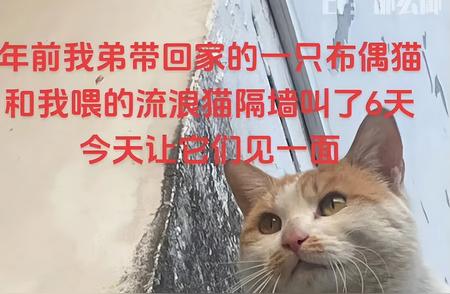 网友热议：布偶猫的颜值之谜，离家七日是否影响其美丽？