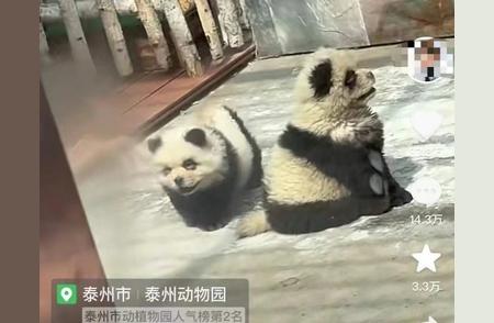 网络热议：松狮犬变装大熊猫，真假难辨引发网友争论！