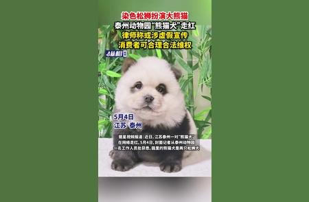 泰州动物园新宠儿：染色松狮假扮熊猫引关注