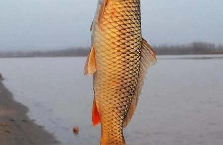 黄河水域：十种典型鱼类大揭秘
