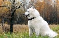阿拉斯加雪橇犬：了解它们的性格特点