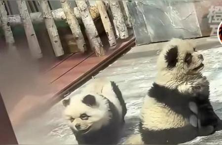 社交网络热议：熊猫犬引发数万人打卡热潮，动物园做出回应