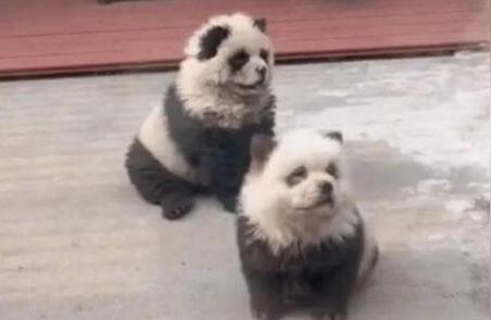 动物园松狮犬装扮成熊猫，吸引游客排队合影