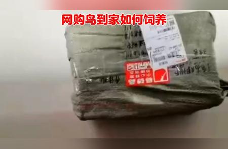 网购宠物鸟指南：如何正确饲养玉鸟和金丝雀