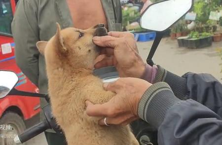 老年人挑选狗狗的独特方法：关注鼻子，发现优质小土猎