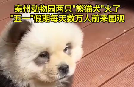 泰州动物园就松狮犬扮熊猫事件发表回应：灵感源自网络