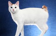 哈瓦那猫与日本短尾猫：推荐给朋友的两种猫咪品种