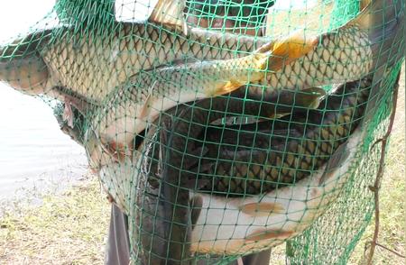 玉米作饵野钓秘籍：提升钓鱼成功率的必备技巧