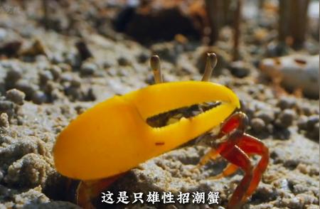 招潮蟹的小爪，吃饭专用工具。