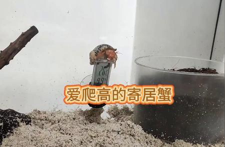 探索爱好攀登的寄居蟹的奇妙世界