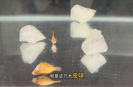 天使鱼神秘死亡事件