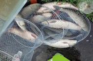 秋季垂钓必备：五种天然饵料助你轻松捕获草鱼！