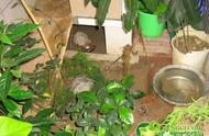 阳台上的龟生活：仿自然环境下我家小乌龟的成长记