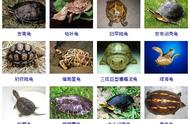 全球两百多种龟类全收录：你知道多少种？