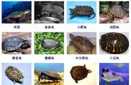 各种龟品种图鉴：欢迎养龟爱好者收藏对照！