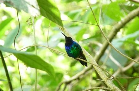 哥伦比亚探险：发现世界上最罕见的失踪鸟类