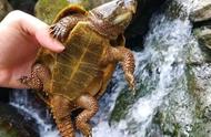 广东钓鱼爱好者在深山水域意外发现珍稀龟种