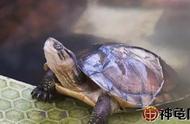 如何打造理想的亲龟池以培育出优质乌龟？