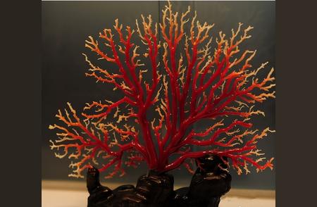 珊瑚品种专业鉴别技巧，揭秘少数人知晓的秘密