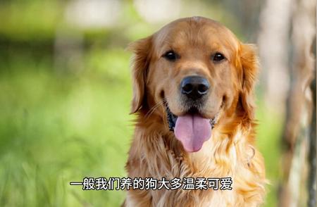 全球十种最具侵略性的犬种排行