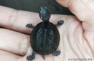 探索18种独特乌龟品种，找出你的最爱！