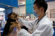 宠物保健开销：治疗费用超过人类、兽医短缺、专业水平亟需提升