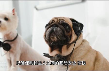 成为专业牵犬师：必备的宠物医生资格证书