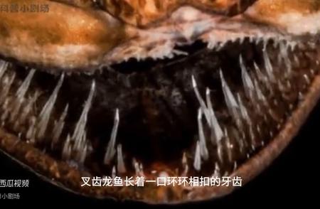 海底巨兽：揭秘叉齿龙鱼的凶猛捕食