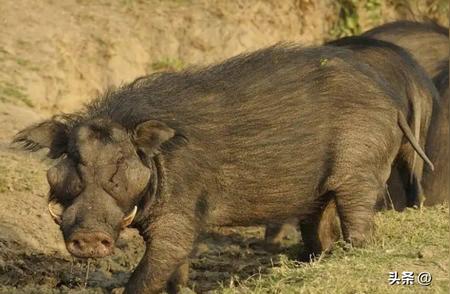 动物奇观：揭秘世界上最极端的猪品种