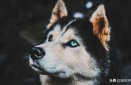 探索你的狗狗性格：找出你家宠物的性格类型！